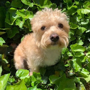 Meet your Posher, Amelia